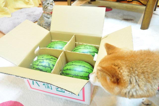 まだ50は過ぎてませんが・・・_a0126590_22184247.jpg