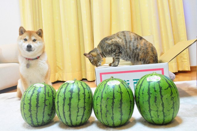 まだ50は過ぎてませんが・・・_a0126590_22211856.jpg