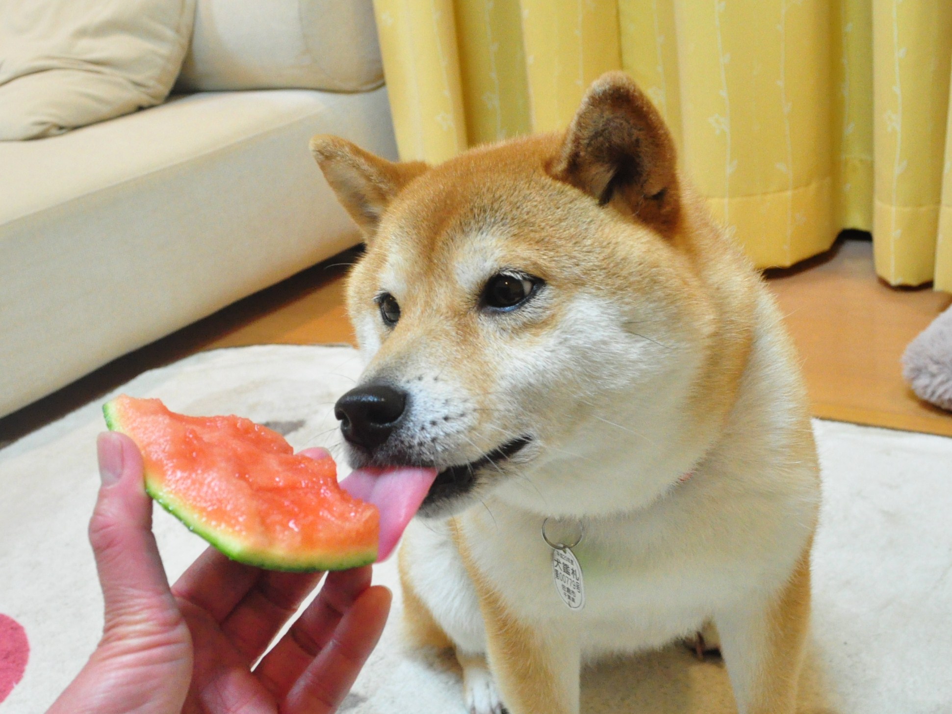 まだ50は過ぎてませんが・・・_a0126590_22265544.jpg