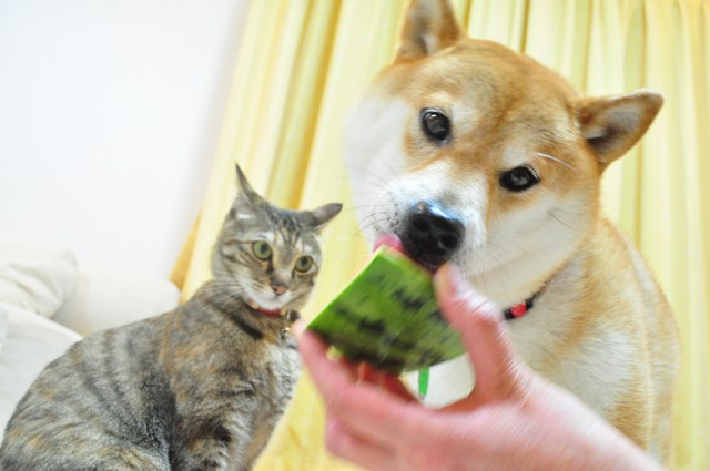 まだ50は過ぎてませんが・・・_a0126590_22443457.jpg