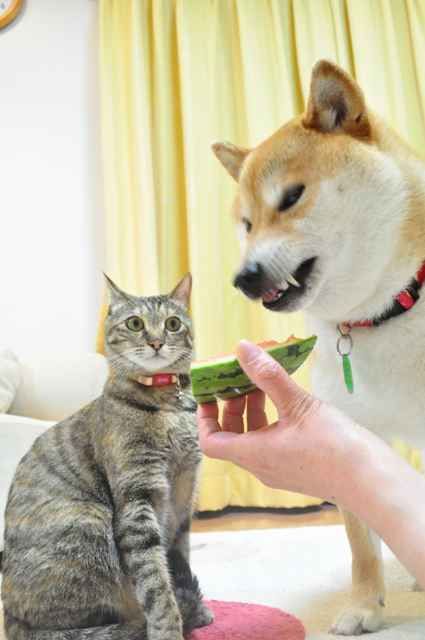 今朝もまた・・・_a0126590_6114375.jpg