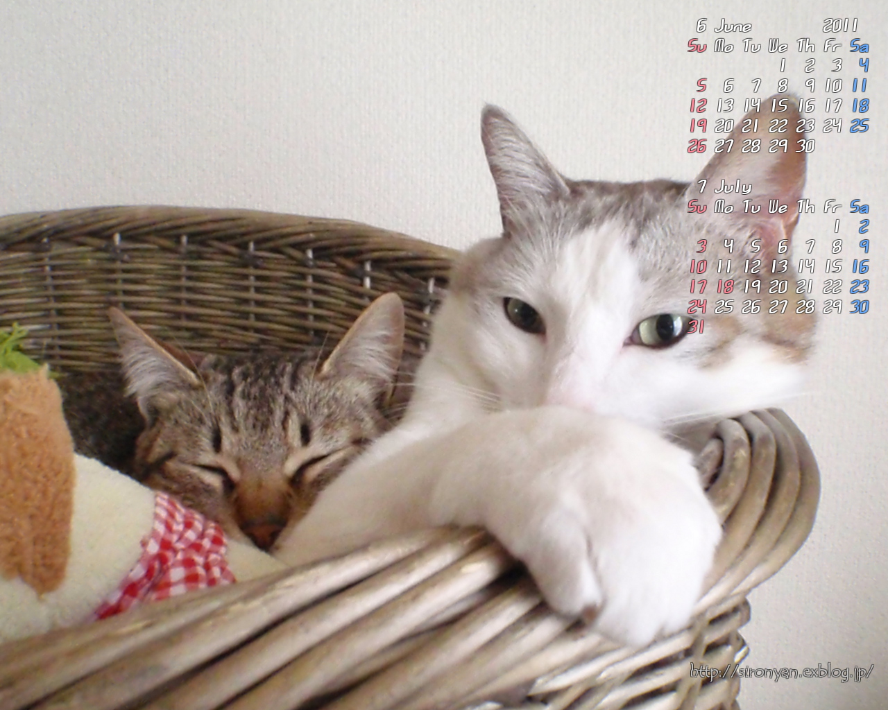 6 7月の壁紙 ねこっかぶりねこ 6 7月の壁紙 ねこっかぶりねこ