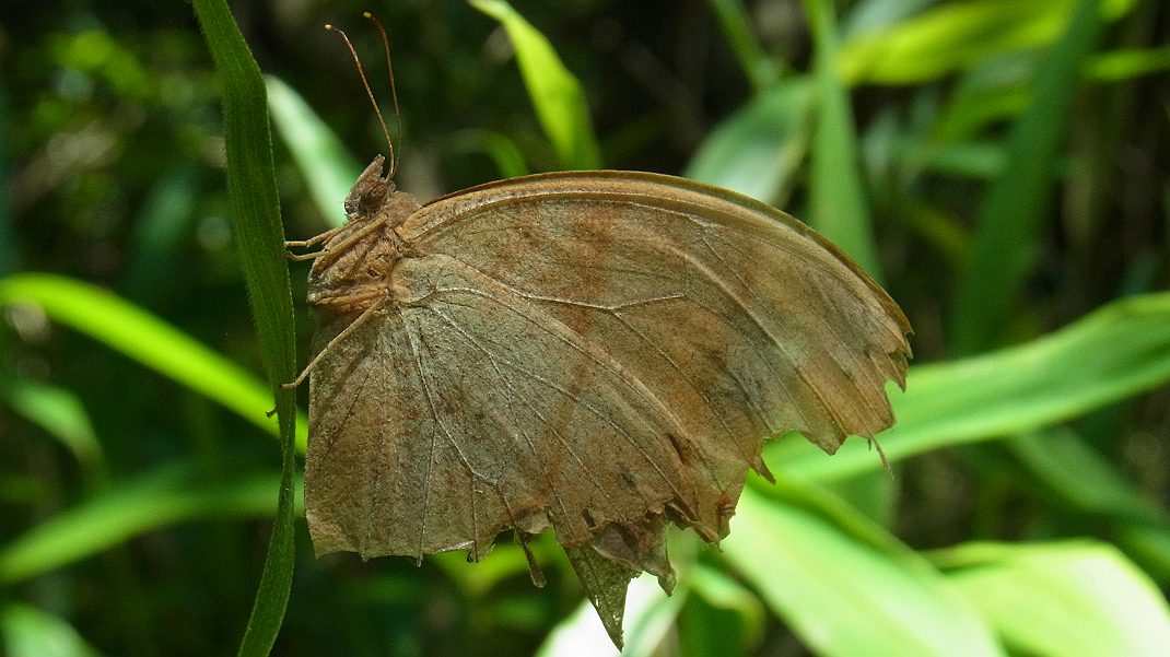 a0152692_17453140.jpg