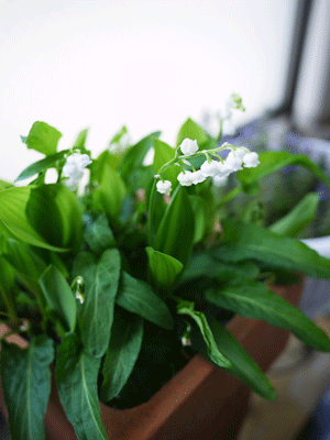 a0150193_23295540.gif