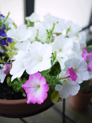a0150193_23303441.gif
