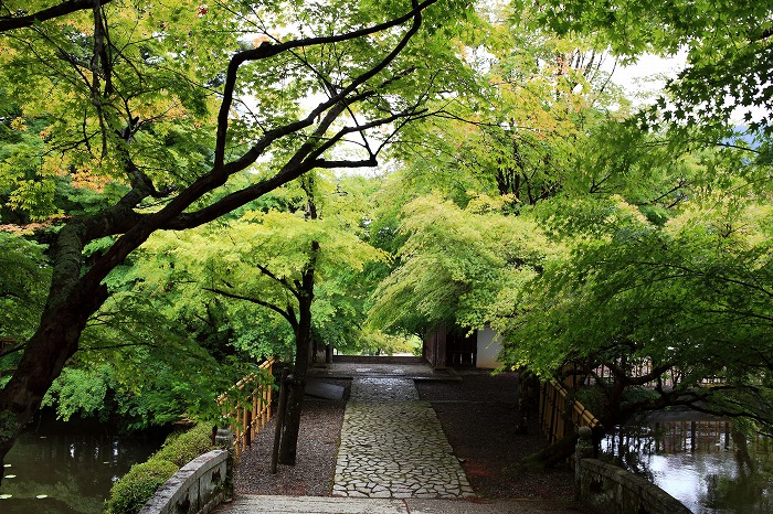 雨の円通寺_f0174293_738556.jpg