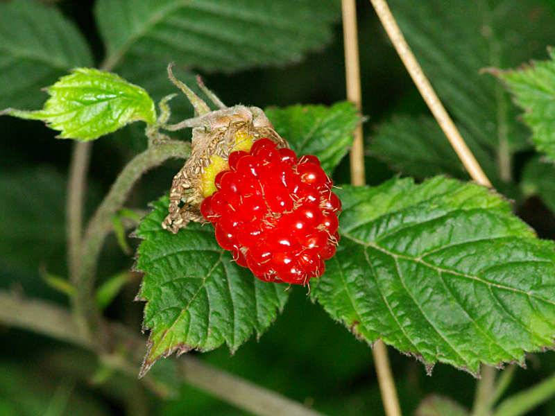 f0204094_20424778.jpg