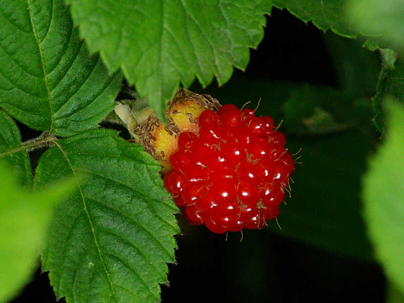 f0204094_2043397.jpg