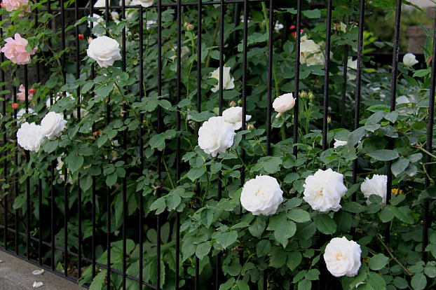 d0166303_20155793.jpg