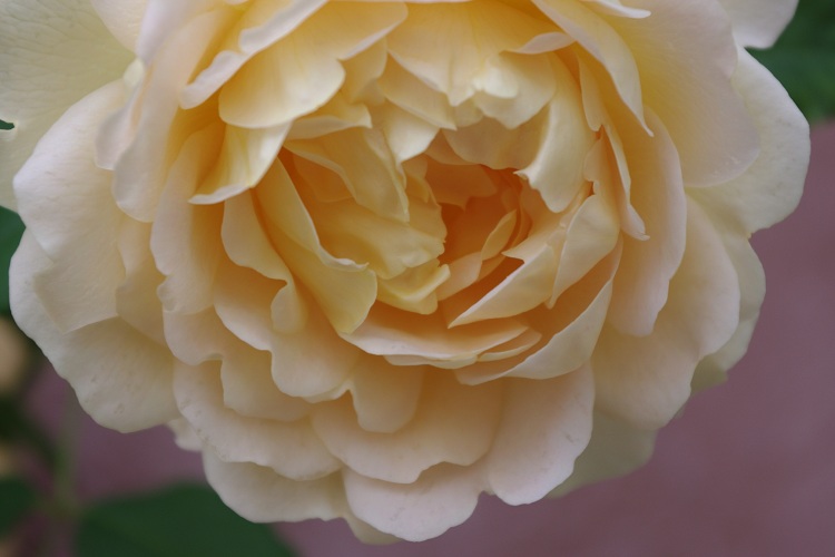 c0147909_7535139.jpg