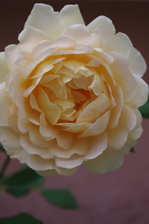 c0147909_753539.jpg