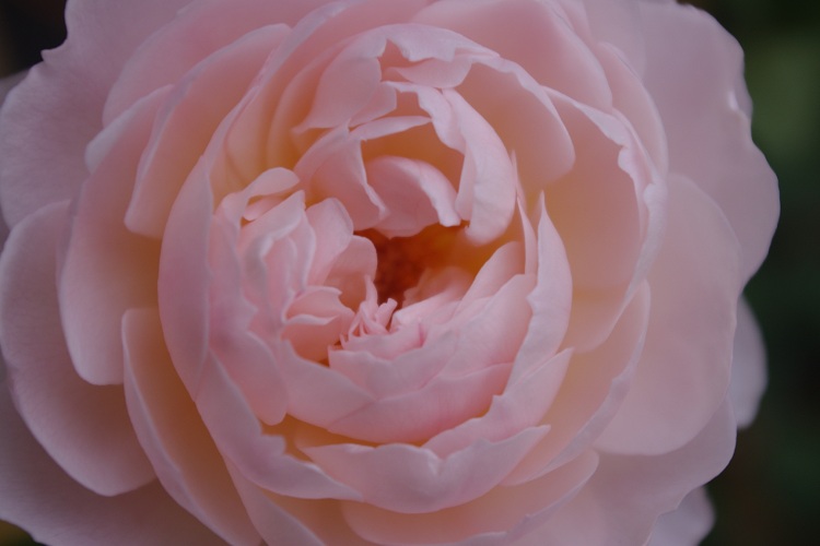 c0147909_7545776.jpg