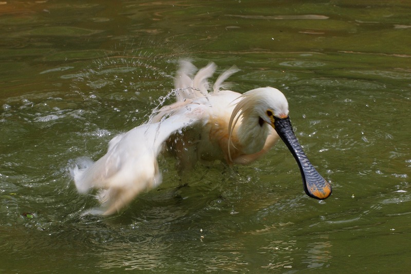 市動物園_f0083712_21531719.jpg