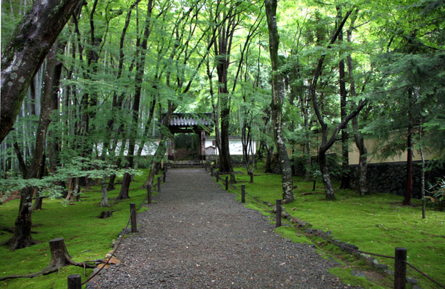 竹の寺　地蔵院_e0048413_20152093.jpg