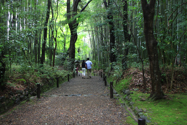 竹の寺 地蔵院_e0048413_2015504.jpg