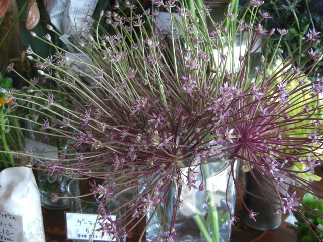 f0226713_1781117.jpg
