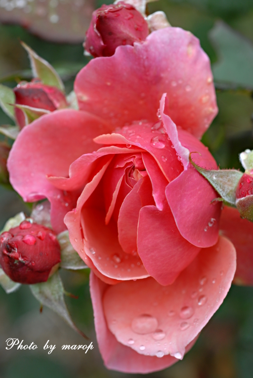 お花い っぱい ギヨーの薔薇 ラデュレ 麻呂犬写真館 Mamiphon
