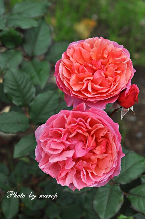 お花い っぱい ギヨーの薔薇 ラデュレ 麻呂犬写真館 Mamiphon