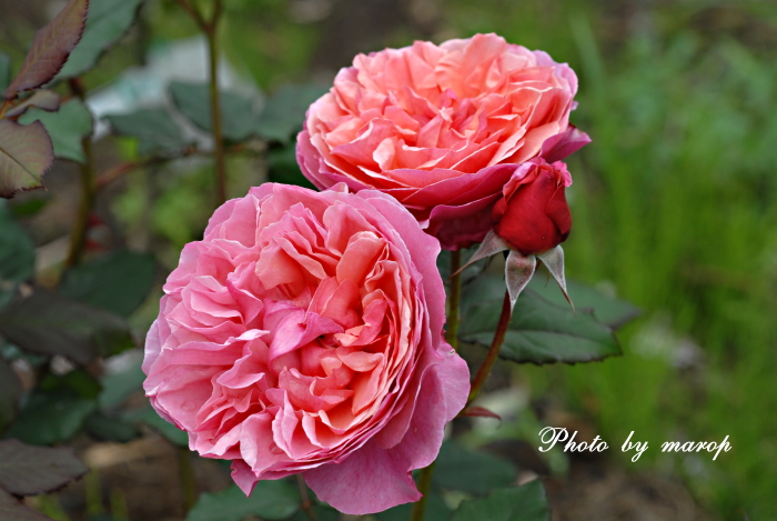 お花い っぱい ギヨーの薔薇 ラデュレ 麻呂犬写真館 Mamiphon