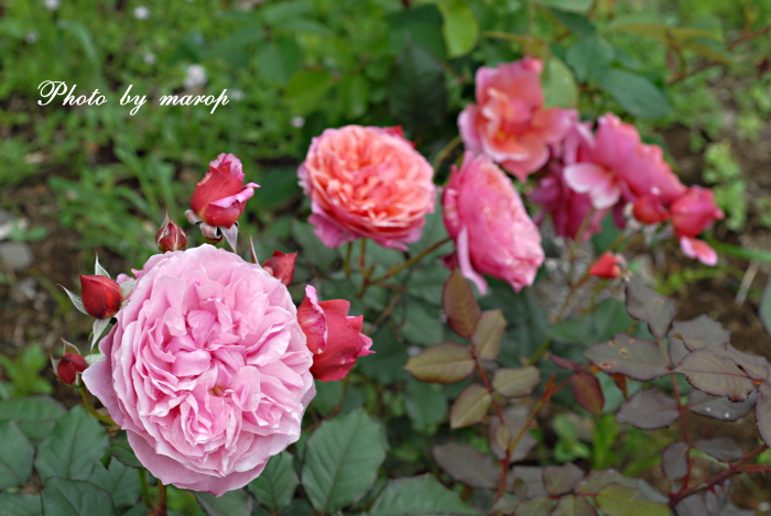 お花い っぱい ギヨーの薔薇 ラデュレ 麻呂犬写真館 Mamiphon