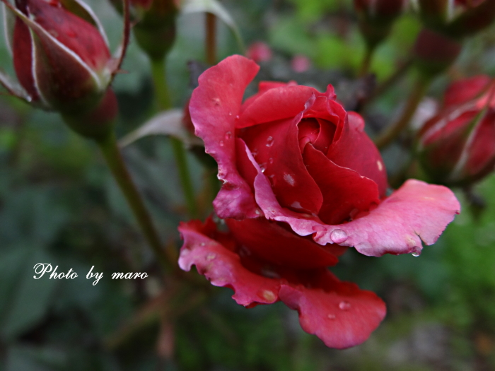 お花い っぱい ギヨーの薔薇 ラデュレ 麻呂犬写真館 Mamiphon