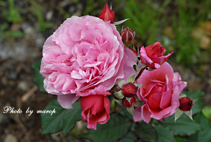 お花い っぱい ギヨーの薔薇 ラデュレ 麻呂犬写真館 Mamiphon