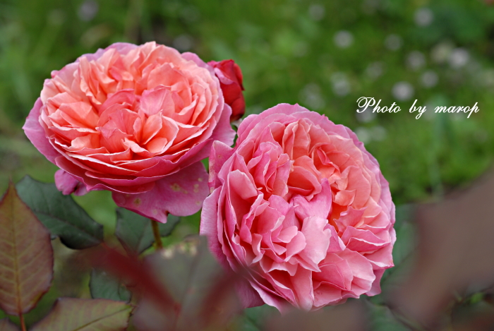 お花い っぱい ギヨーの薔薇 ラデュレ 麻呂犬写真館 Mamiphon