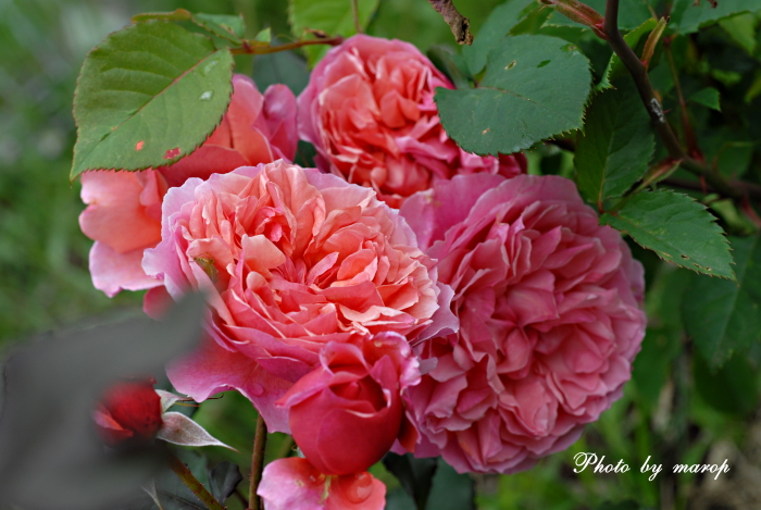 お花い っぱい ギヨーの薔薇 ラデュレ 麻呂犬写真館 Mamiphon