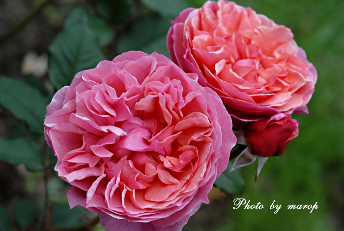 お花い っぱい ギヨーの薔薇 ラデュレ 麻呂犬写真館 Mamiphon