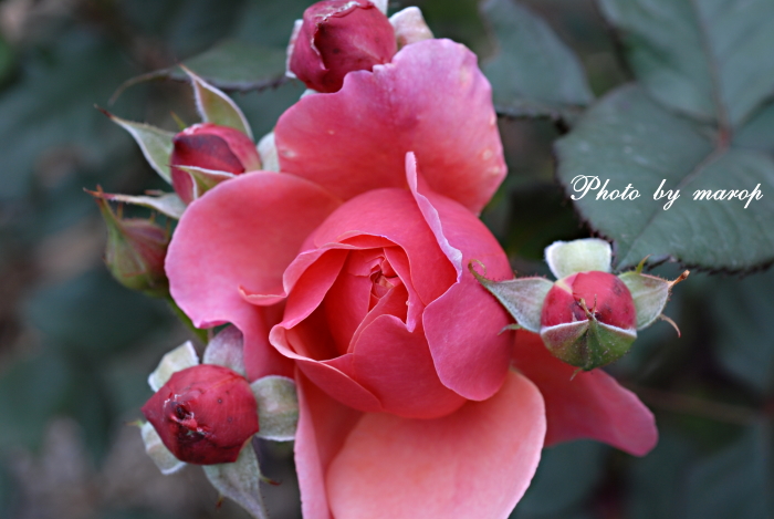 お花い っぱい ギヨーの薔薇 ラデュレ 麻呂犬写真館 Mamiphon