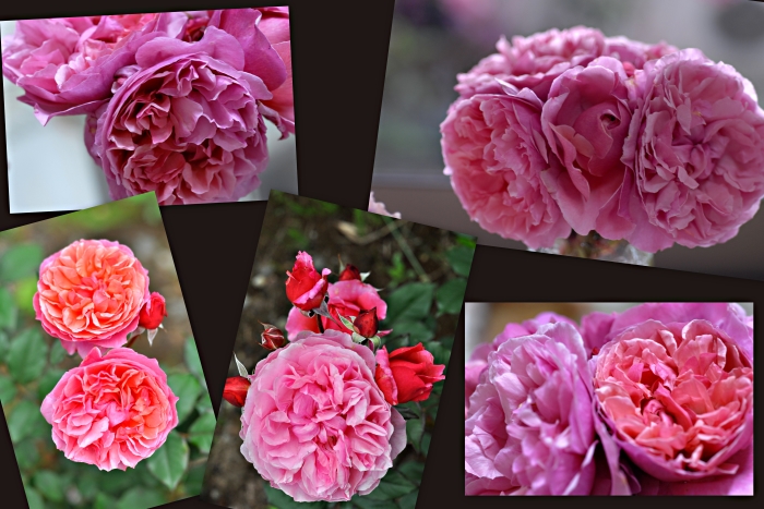 お花い っぱい ギヨーの薔薇 ラデュレ 麻呂犬写真館 Mamiphon