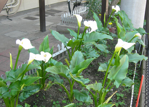 白い花三つ 大きいのと小さいのと Cafe Wyez