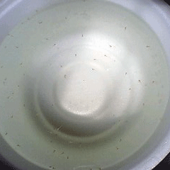 d0048332_15201156.gif