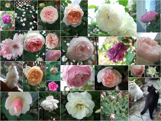 2011 Roses_c0048042_1235934.jpg