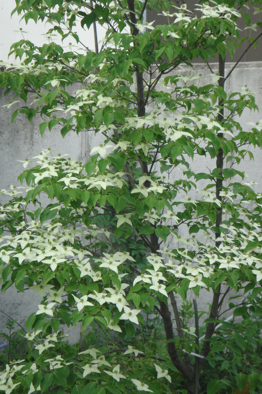 ヤマボウシ_e0226943_2144164.jpg
