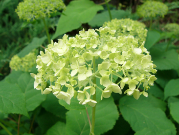 お花の日光浴とこんにゃくマンナンブレッド_c0040472_18222899.jpg