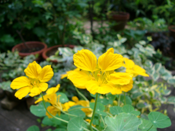 お花の日光浴とこんにゃくマンナンブレッド_c0040472_1822712.jpg