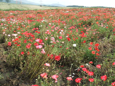 紫陽花と萌の里のポピー_d0095480_17194789.jpg