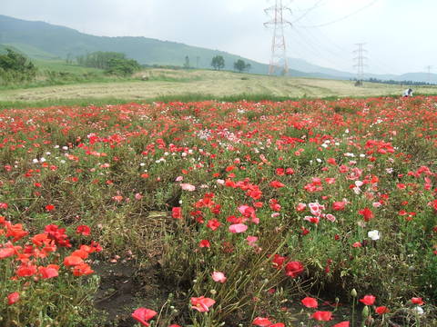 紫陽花と萌の里のポピー_d0095480_17213055.jpg