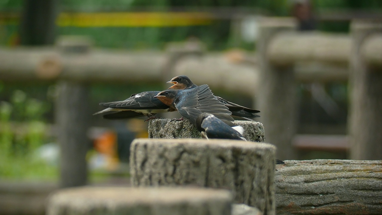 a0185081_20581570.jpg