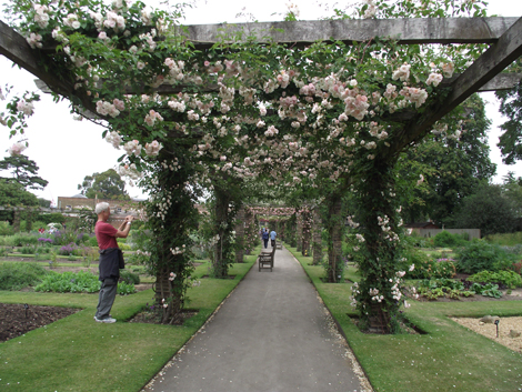 Kew garden-Rose Pergola_d0089685_4184120.jpg