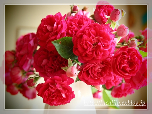 Rose berry_d0217189_14275143.jpg