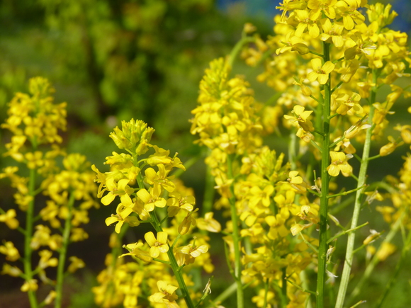 菜の花に似た花 北日記 Kita Nikki 北海道旭川市東旭川町瑞穂より 菜の花に似た花 北日記 Kita Nikki 北海道旭川市東旭川町瑞穂より