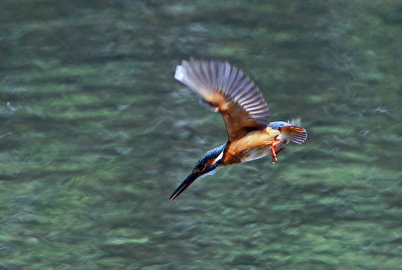 カワセミ劇場...「母親もお食事」♪_d0195897_17512969.jpg