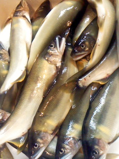 d0220598_17495720.jpg