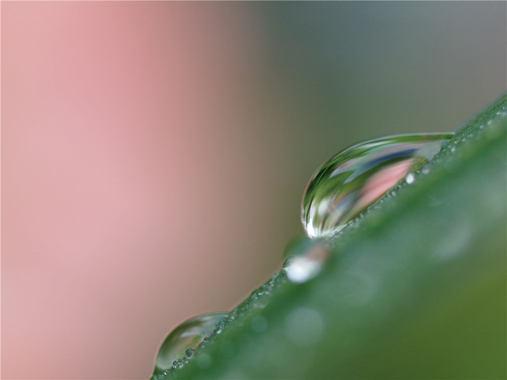 雑草園、雨上がりの朝_f0224100_748141.jpg