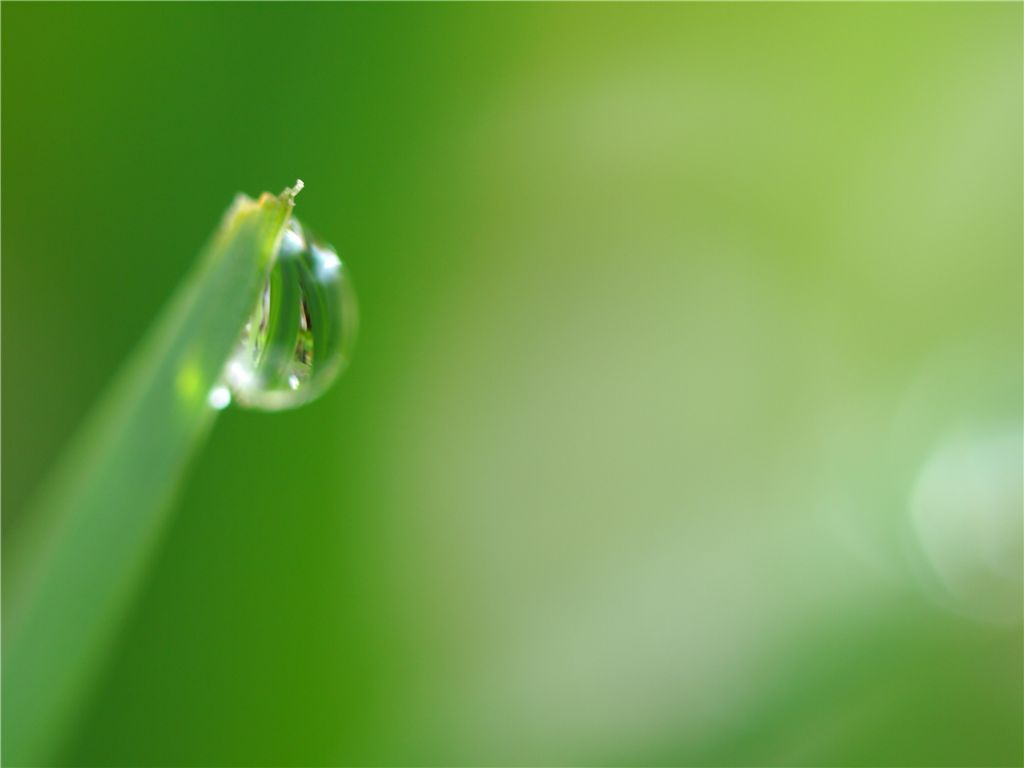 雑草園、雨上がりの朝_f0224100_7512181.jpg