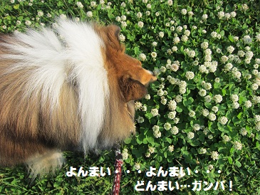 犬のおうじさま？！_d0180602_12154777.jpg