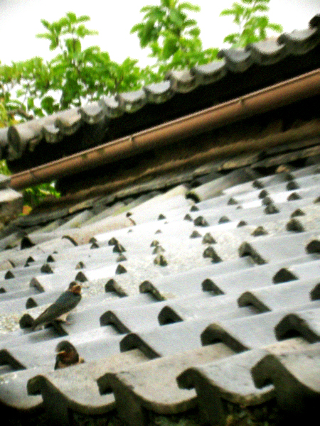 d0077603_8142444.jpg