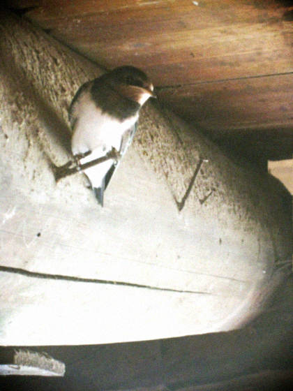 d0077603_814671.jpg